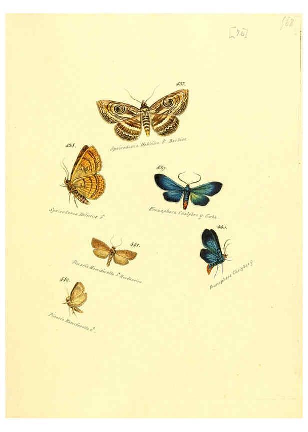 Reproducción/Reproduction 6106441406: Zuträge zur Sammlung exotischer Schmettlinge [sic] atlas Augsburg :bey dem Verfasser zu finden,1818-1837