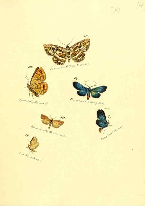 Reproducción/Reproduction 6106441406: Zuträge zur Sammlung exotischer Schmettlinge [sic] atlas Augsburg :bey dem Verfasser zu finden,1818-1837