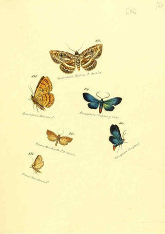 Reproducción/Reproduction 6106441406: Zuträge zur Sammlung exotischer Schmettlinge [sic] atlas Augsburg :bey dem Verfasser zu finden,1818-1837