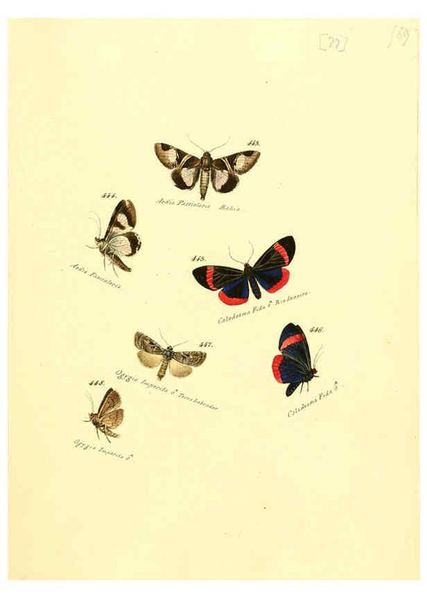 Reproducción/Reproduction 6106441720: Zuträge zur Sammlung exotischer Schmettlinge [sic] atlas Augsburg :bey dem Verfasser zu finden,1818-1837