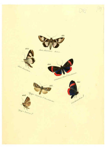Reproducción/Reproduction 6106441720: Zuträge zur Sammlung exotischer Schmettlinge [sic] atlas Augsburg :bey dem Verfasser zu finden,1818-1837