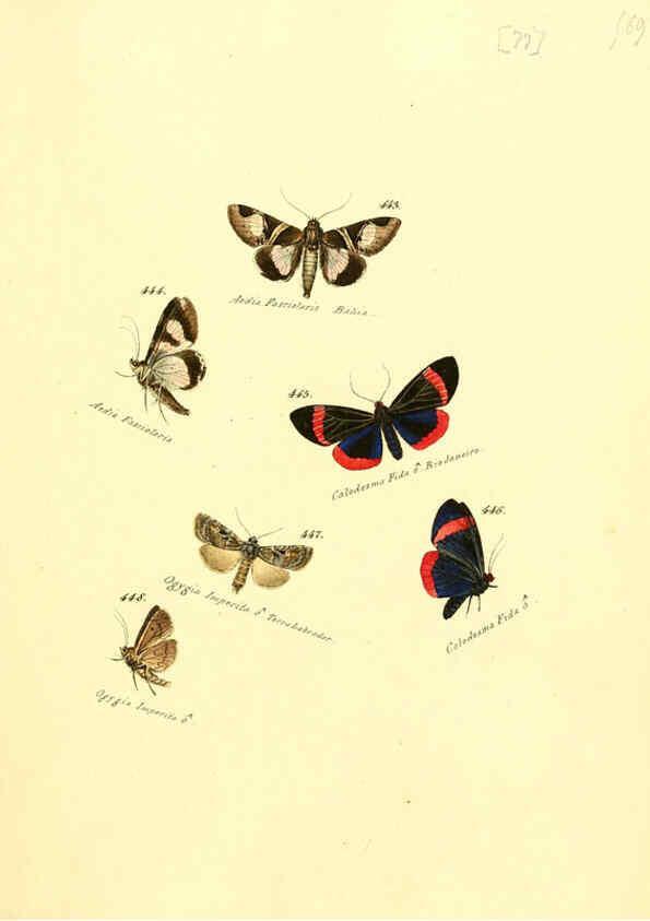 Reproducción/Reproduction 6106441720: Zuträge zur Sammlung exotischer Schmettlinge [sic] atlas Augsburg :bey dem Verfasser zu finden,1818-1837