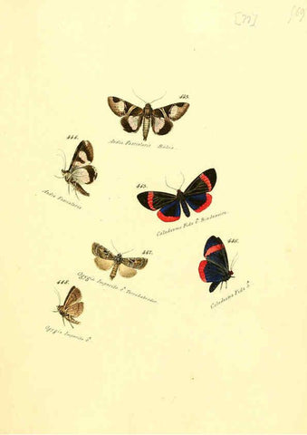 Reproducción/Reproduction 6106441720: Zuträge zur Sammlung exotischer Schmettlinge [sic] atlas Augsburg :bey dem Verfasser zu finden,1818-1837
