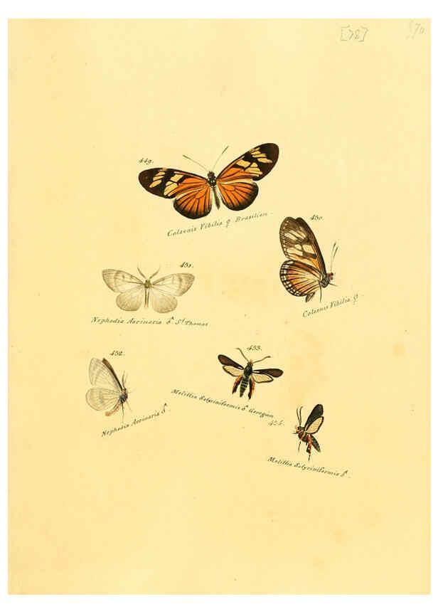 Reproducción/Reproduction 6106442032: Zuträge zur Sammlung exotischer Schmettlinge [sic] atlas Augsburg :bey dem Verfasser zu finden,1818-1837