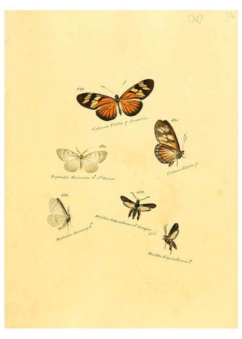 Reproducción/Reproduction 6106442032: Zuträge zur Sammlung exotischer Schmettlinge [sic] atlas Augsburg :bey dem Verfasser zu finden,1818-1837