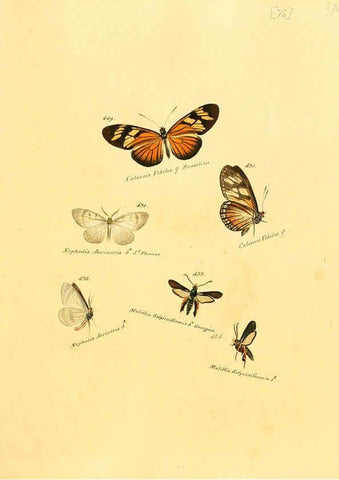 Reproducción/Reproduction 6106442032: Zuträge zur Sammlung exotischer Schmettlinge [sic] atlas Augsburg :bey dem Verfasser zu finden,1818-1837