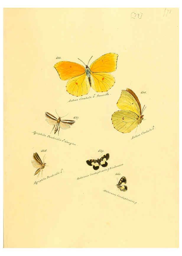 Reproducción/Reproduction 6106442362: Zuträge zur Sammlung exotischer Schmettlinge [sic] atlas Augsburg :bey dem Verfasser zu finden,1818-1837