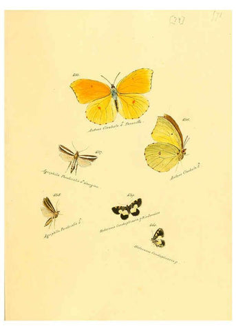 Reproducción/Reproduction 6106442362: Zuträge zur Sammlung exotischer Schmettlinge [sic] atlas Augsburg :bey dem Verfasser zu finden,1818-1837