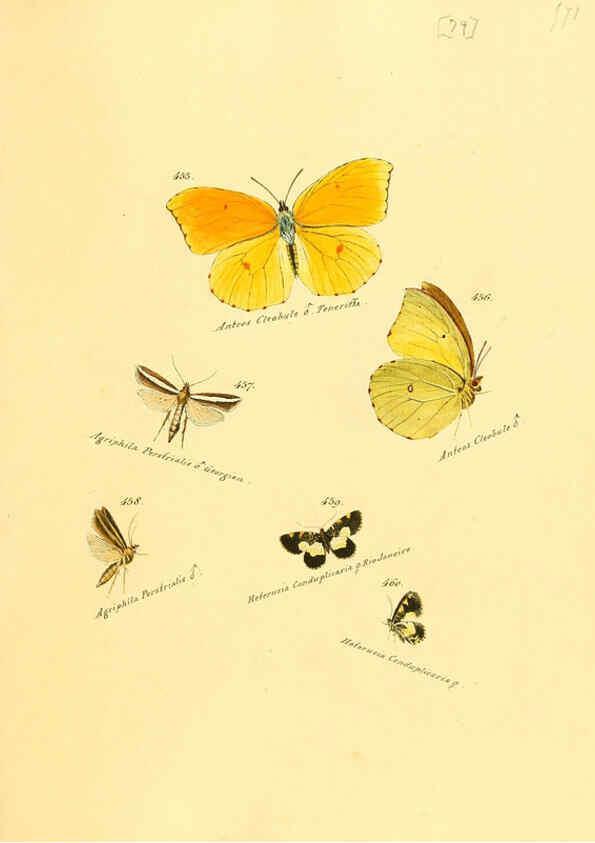 Reproducción/Reproduction 6106442362: Zuträge zur Sammlung exotischer Schmettlinge [sic] atlas Augsburg :bey dem Verfasser zu finden,1818-1837
