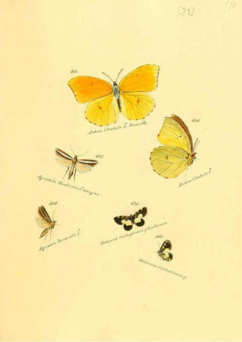 Reproducción/Reproduction 6106442362: Zuträge zur Sammlung exotischer Schmettlinge [sic] atlas Augsburg :bey dem Verfasser zu finden,1818-1837