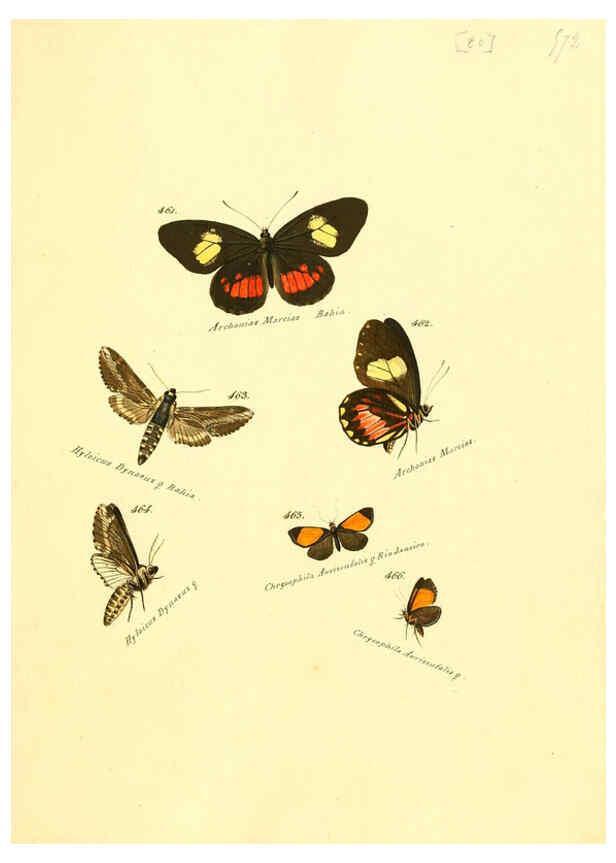 Reproducción/Reproduction 6106442646: Zuträge zur Sammlung exotischer Schmettlinge [sic] atlas Augsburg :bey dem Verfasser zu finden,1818-1837