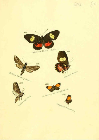 Reproducción/Reproduction 6106442646: Zuträge zur Sammlung exotischer Schmettlinge [sic] atlas Augsburg :bey dem Verfasser zu finden,1818-1837