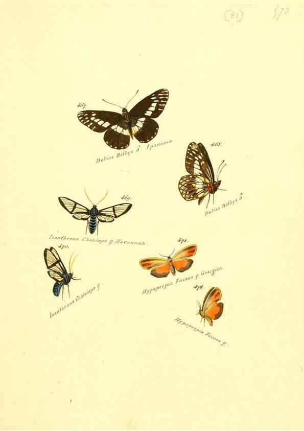 Reproducción/Reproduction 6106442878: Zuträge zur Sammlung exotischer Schmettlinge [sic] atlas Augsburg :bey dem Verfasser zu finden,1818-1837