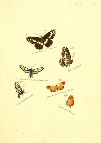 Reproducción/Reproduction 6106442878: Zuträge zur Sammlung exotischer Schmettlinge [sic] atlas Augsburg :bey dem Verfasser zu finden,1818-1837