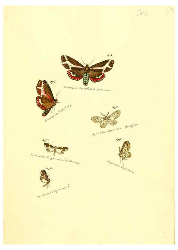 Reproducción/Reproduction 6106443094: Zuträge zur Sammlung exotischer Schmettlinge [sic] atlas Augsburg :bey dem Verfasser zu finden,1818-1837