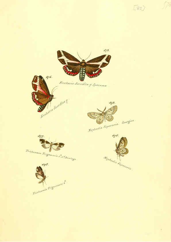 Reproducción/Reproduction 6106443094: Zuträge zur Sammlung exotischer Schmettlinge [sic] atlas Augsburg :bey dem Verfasser zu finden,1818-1837