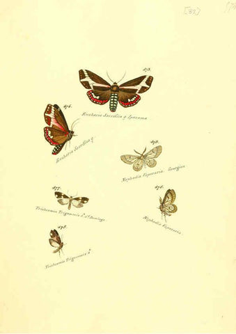 Reproducción/Reproduction 6106443094: Zuträge zur Sammlung exotischer Schmettlinge [sic] atlas Augsburg :bey dem Verfasser zu finden,1818-1837