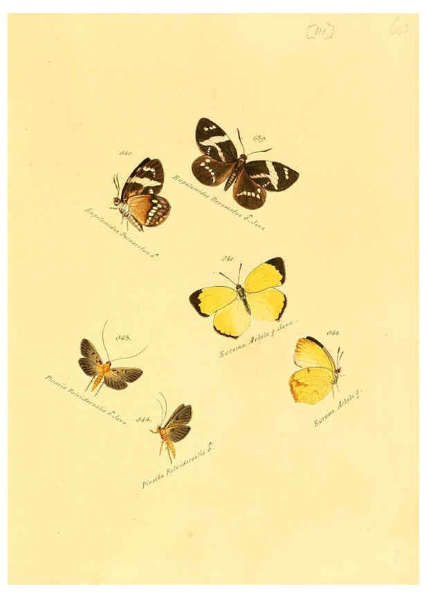 Reproducción/Reproduction 6106451490: Zuträge zur Sammlung exotischer Schmettlinge [sic] atlas Augsburg :bey dem Verfasser zu finden,1818-1837
