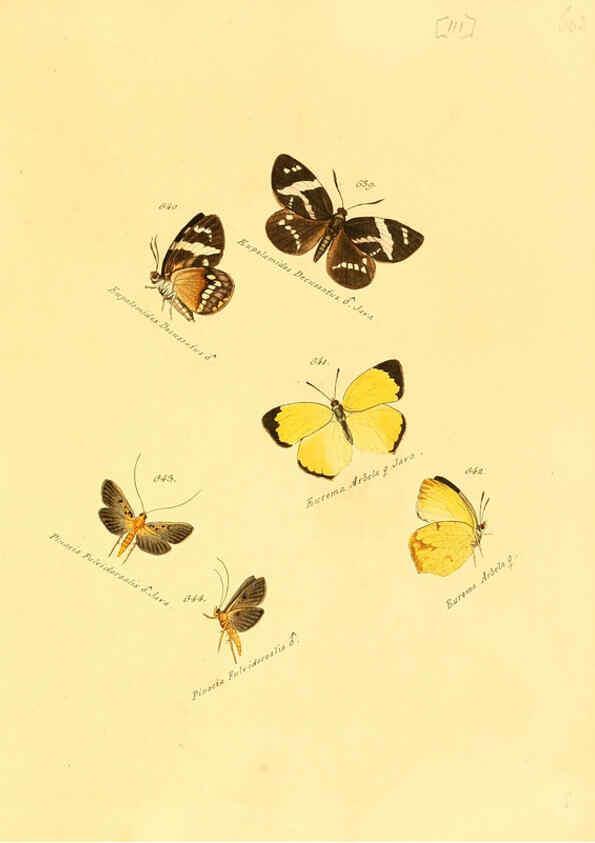 Reproducción/Reproduction 6106451490: Zuträge zur Sammlung exotischer Schmettlinge [sic] atlas Augsburg :bey dem Verfasser zu finden,1818-1837
