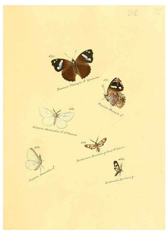 Reproducción/Reproduction 6105897931: Zuträge zur Sammlung exotischer Schmettlinge [sic] atlas Augsburg :bey dem Verfasser zu finden,1818-1837