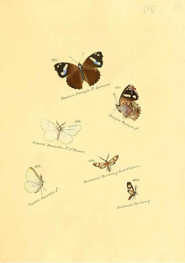 Reproducción/Reproduction 6105897931: Zuträge zur Sammlung exotischer Schmettlinge [sic] atlas Augsburg :bey dem Verfasser zu finden,1818-1837