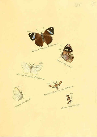Reproducción/Reproduction 6105897931: Zuträge zur Sammlung exotischer Schmettlinge [sic] atlas Augsburg :bey dem Verfasser zu finden,1818-1837