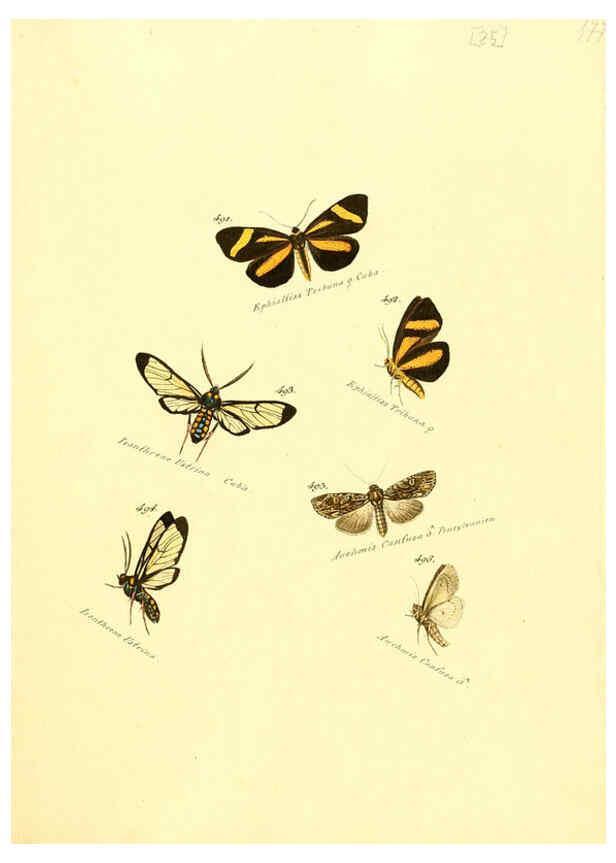 Reproducción/Reproduction 6106443950: Zuträge zur Sammlung exotischer Schmettlinge [sic] atlas Augsburg :bey dem Verfasser zu finden,1818-1837