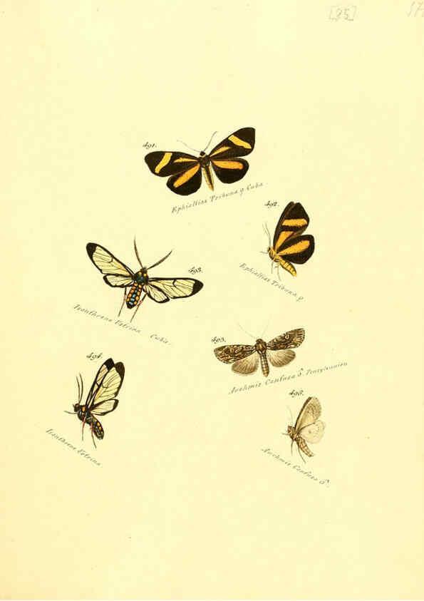 Reproducción/Reproduction 6106443950: Zuträge zur Sammlung exotischer Schmettlinge [sic] atlas Augsburg :bey dem Verfasser zu finden,1818-1837