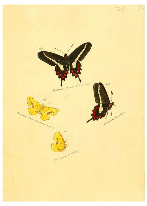 Reproducción/Reproduction 6105898743: Zuträge zur Sammlung exotischer Schmettlinge [sic] atlas Augsburg :bey dem Verfasser zu finden,1818-1837