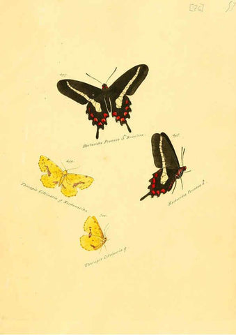 Reproducción/Reproduction 6105898743: Zuträge zur Sammlung exotischer Schmettlinge [sic] atlas Augsburg :bey dem Verfasser zu finden,1818-1837