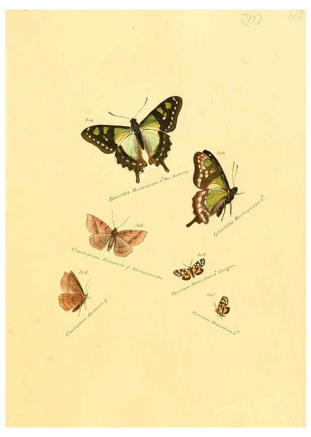Reproducción/Reproduction 6106444568: Zuträge zur Sammlung exotischer Schmettlinge [sic] atlas Augsburg :bey dem Verfasser zu finden,1818-1837