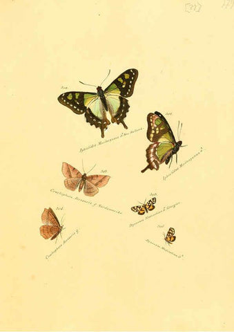 Reproducción/Reproduction 6106444568: Zuträge zur Sammlung exotischer Schmettlinge [sic] atlas Augsburg :bey dem Verfasser zu finden,1818-1837