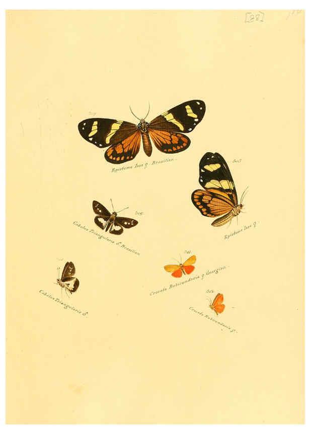 Reproducción/Reproduction 6105899363: Zuträge zur Sammlung exotischer Schmettlinge [sic] atlas Augsburg :bey dem Verfasser zu finden,1818-1837