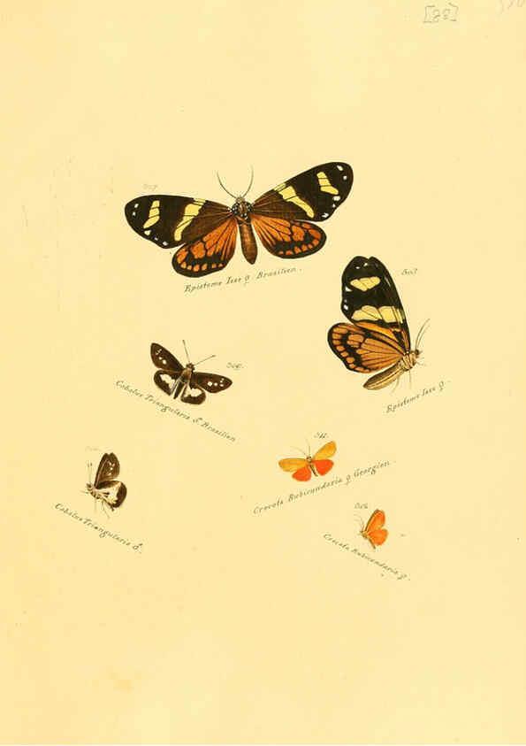 Reproducción/Reproduction 6105899363: Zuträge zur Sammlung exotischer Schmettlinge [sic] atlas Augsburg :bey dem Verfasser zu finden,1818-1837