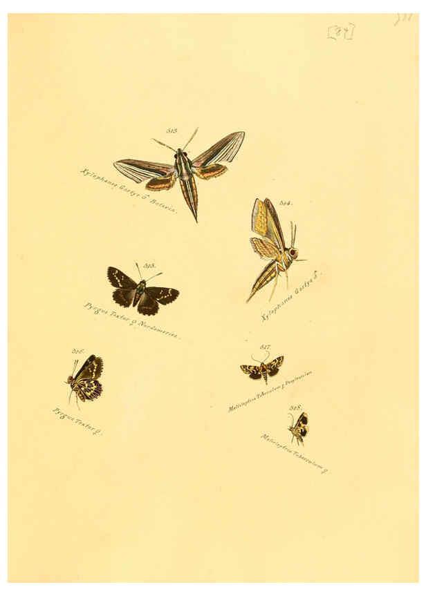 Reproducción/Reproduction 6106445328: Zuträge zur Sammlung exotischer Schmettlinge [sic] atlas Augsburg :bey dem Verfasser zu finden,1818-1837