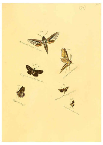 Reproducción/Reproduction 6106445328: Zuträge zur Sammlung exotischer Schmettlinge [sic] atlas Augsburg :bey dem Verfasser zu finden,1818-1837