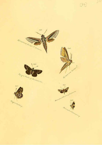 Reproducción/Reproduction 6106445328: Zuträge zur Sammlung exotischer Schmettlinge [sic] atlas Augsburg :bey dem Verfasser zu finden,1818-1837