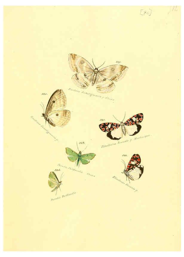 Reproducción/Reproduction 6105900009: Zuträge zur Sammlung exotischer Schmettlinge [sic] atlas Augsburg :bey dem Verfasser zu finden,1818-1837