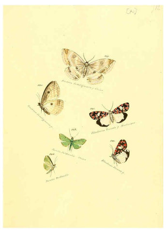 Reproducción/Reproduction 6105900009: Zuträge zur Sammlung exotischer Schmettlinge [sic] atlas Augsburg :bey dem Verfasser zu finden,1818-1837
