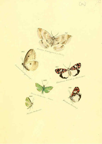 Reproducción/Reproduction 6105900009: Zuträge zur Sammlung exotischer Schmettlinge [sic] atlas Augsburg :bey dem Verfasser zu finden,1818-1837