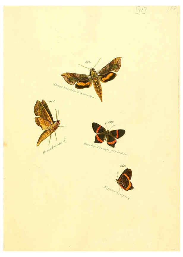 Reproducción/Reproduction 6105900521: Zuträge zur Sammlung exotischer Schmettlinge [sic] atlas Augsburg :bey dem Verfasser zu finden,1818-1837