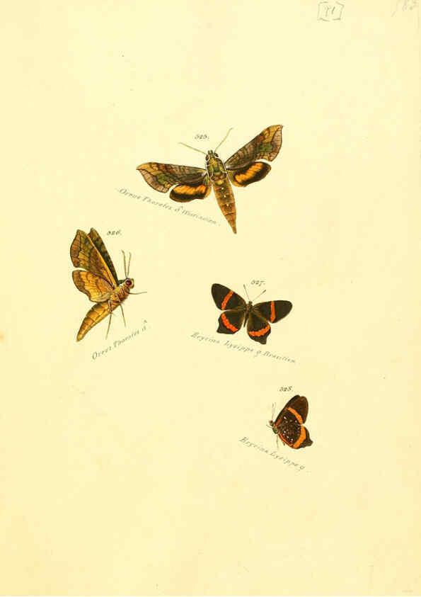 Reproducción/Reproduction 6105900521: Zuträge zur Sammlung exotischer Schmettlinge [sic] atlas Augsburg :bey dem Verfasser zu finden,1818-1837