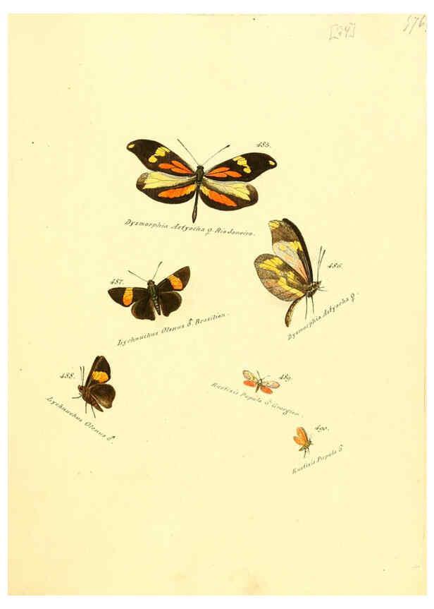Reproducción/Reproduction 6105898233: Zuträge zur Sammlung exotischer Schmettlinge [sic] atlas Augsburg :bey dem Verfasser zu finden,1818-1837