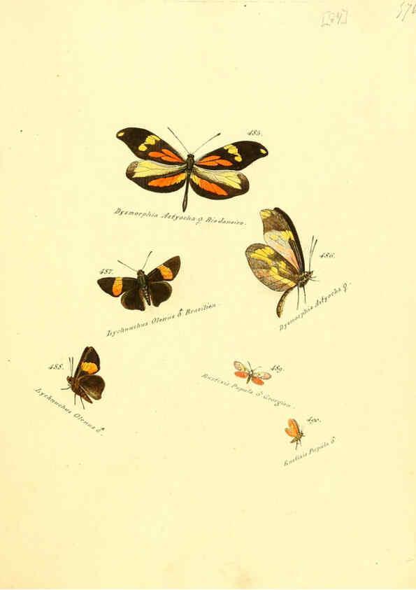 Reproducción/Reproduction 6105898233: Zuträge zur Sammlung exotischer Schmettlinge [sic] atlas Augsburg :bey dem Verfasser zu finden,1818-1837