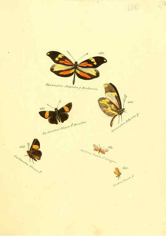 Reproducción/Reproduction 6105898233: Zuträge zur Sammlung exotischer Schmettlinge [sic] atlas Augsburg :bey dem Verfasser zu finden,1818-1837