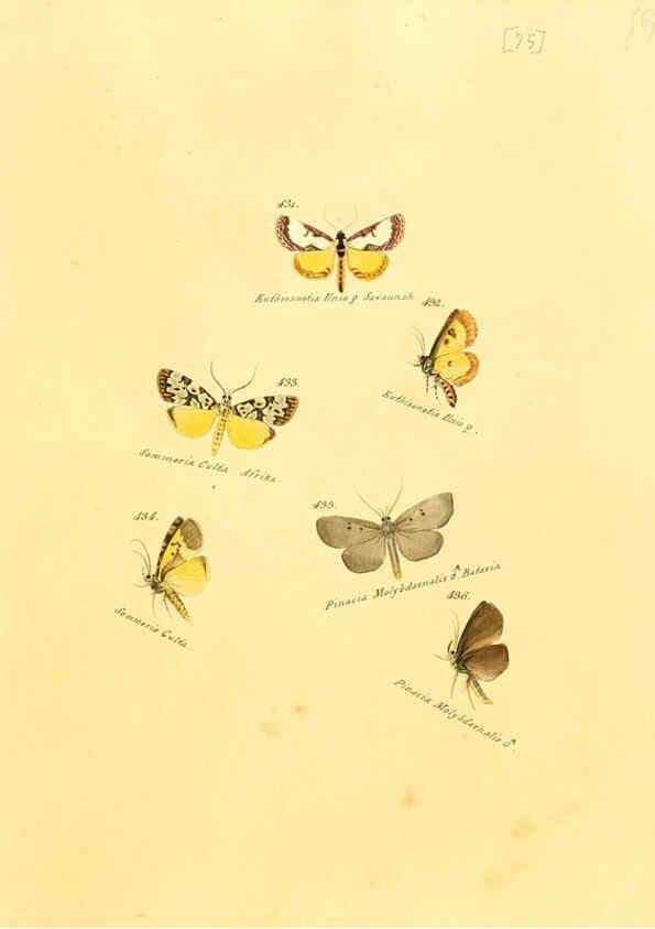 Reproducción/Reproduction 6105895739: Zuträge zur Sammlung exotischer Schmettlinge [sic] atlas Augsburg :bey dem Verfasser zu finden,1818-1837