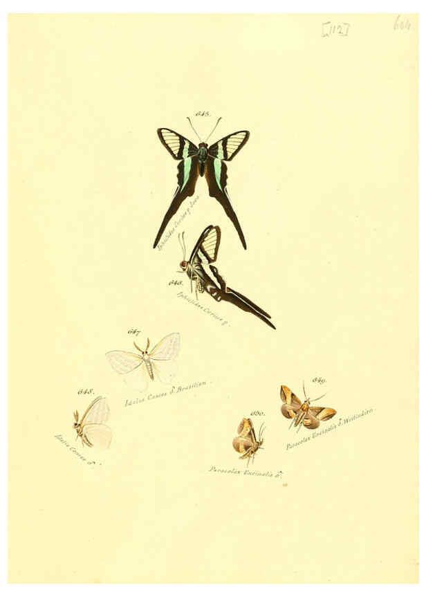 Reproducción/Reproduction 6106451694: Zuträge zur Sammlung exotischer Schmettlinge [sic] atlas Augsburg :bey dem Verfasser zu finden,1818-1837