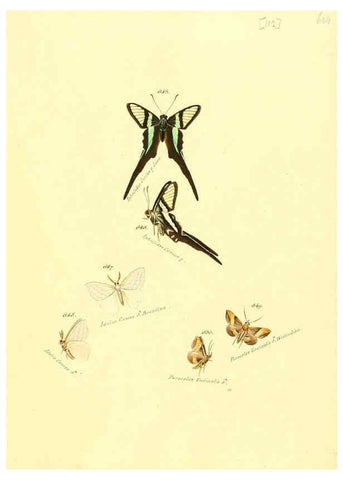 Reproducción/Reproduction 6106451694: Zuträge zur Sammlung exotischer Schmettlinge [sic] atlas Augsburg :bey dem Verfasser zu finden,1818-1837