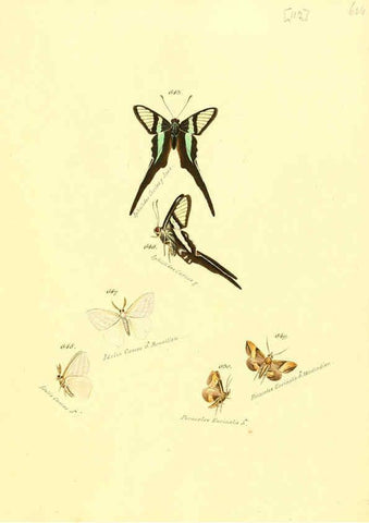 Reproducción/Reproduction 6106451694: Zuträge zur Sammlung exotischer Schmettlinge [sic] atlas Augsburg :bey dem Verfasser zu finden,1818-1837