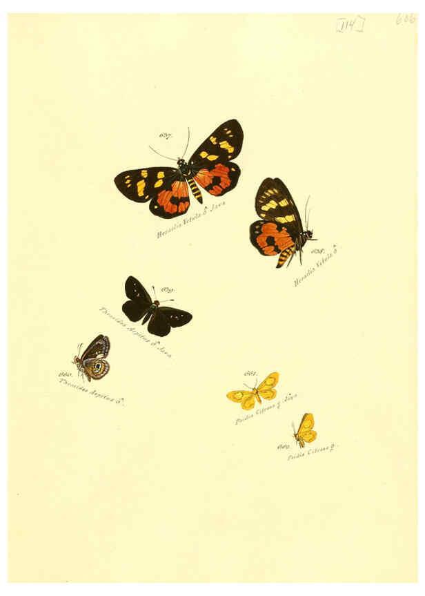 Reproducción/Reproduction 6105906867: Zuträge zur Sammlung exotischer Schmettlinge [sic] atlas Augsburg :bey dem Verfasser zu finden,1818-1837